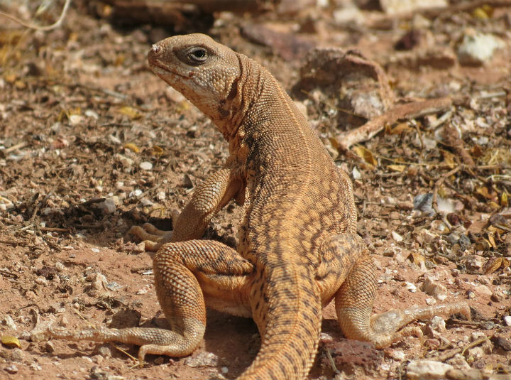 Desert Iguana